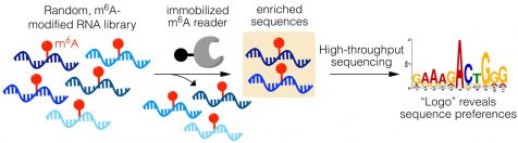 Publications – The Kleiner Lab